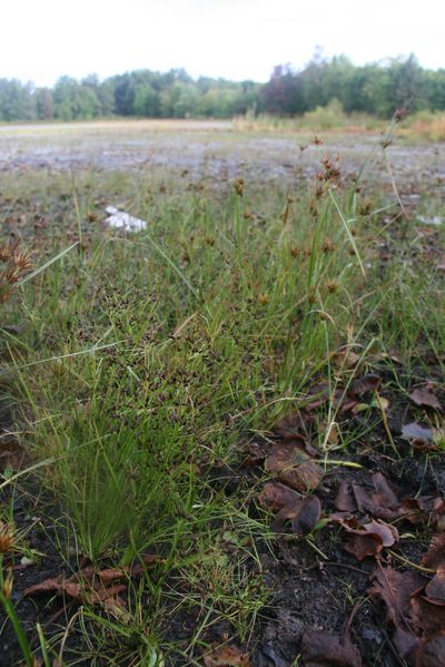 Rhynchospora scirpoides, photographed by Derek