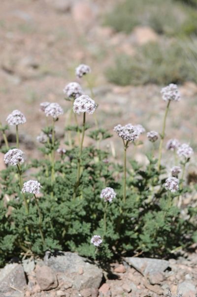 Junellia origenes, photographed by aacocucci