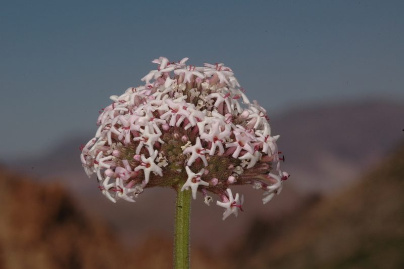 Junellia origenes, photographed by aacocucci
