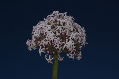 Junellia origenes, photographed by aacocucci