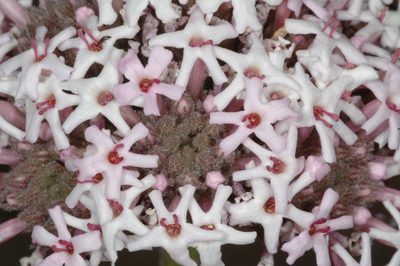 Junellia origenes, photographed by aacocucci