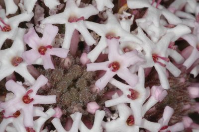 Junellia origenes, photographed by aacocucci