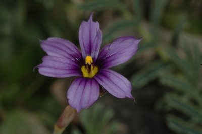 Sisyrinchium chilense, photographed by aacocucci