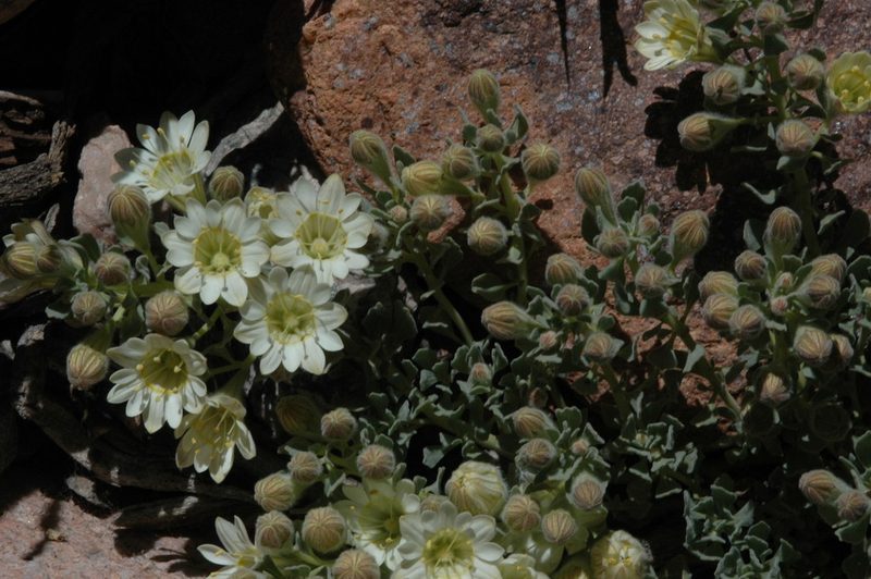 Malesherbia lirana, photographed by aacocucci