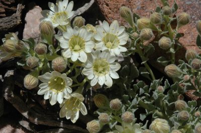 Malesherbia lirana, photographed by aacocucci