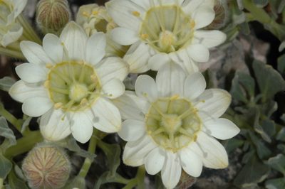 Malesherbia lirana, photographed by aacocucci