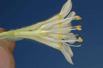 Malesherbia lirana, photographed by aacocucci