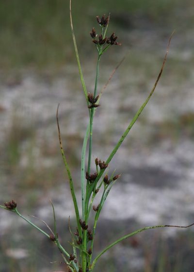 Rhynchospora scirpoides, photographed by Derek