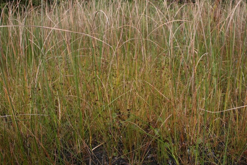 Rhynchospora scirpoides, photographed by Derek
