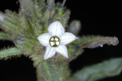 Nicotiana corymbosa, photographed by aacocucci