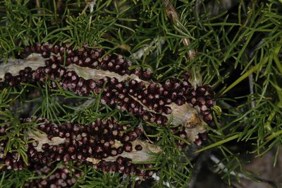 Pilostyles berteroi, photographed by aacocucci