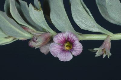 Melosperma andicola, photographed by aacocucci