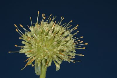 Calycera herbacea, photographed by aacocucci