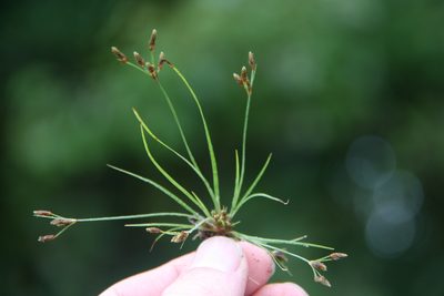 Fimbristylis autumnalis, photographed by Derek
