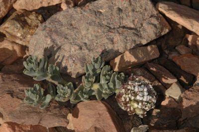 Menonvillea cuneata, photographed by aacocucci
