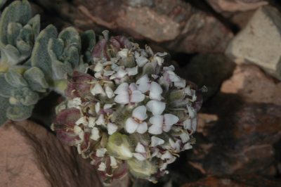 Menonvillea cuneata, photographed by aacocucci