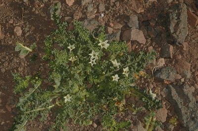 Jaborosa caulescens, photographed by aacocucci