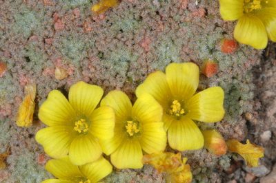 Oxalis erythrorhiza, photographed by aacocucci