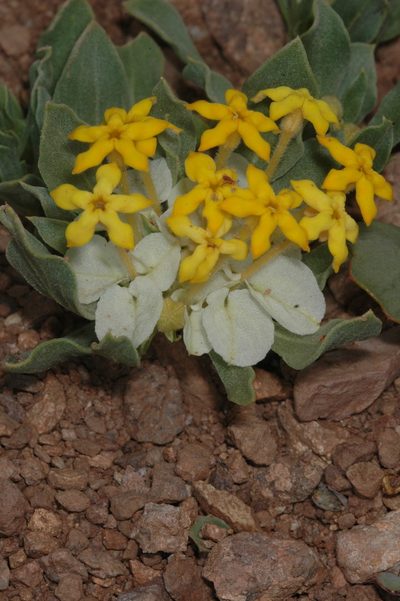 Cruckshanksia hymenodon, photographed by aacocucci