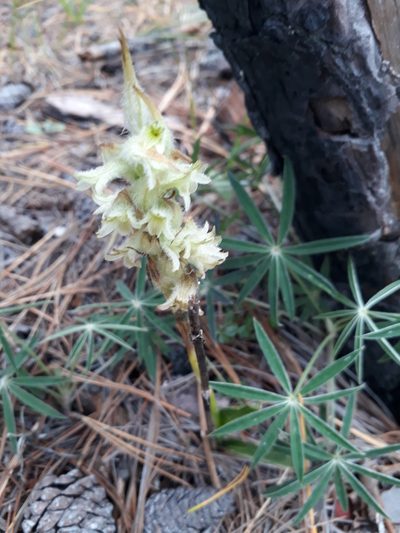 Dichromanthus michuacanus, photographed by Norma Piedra