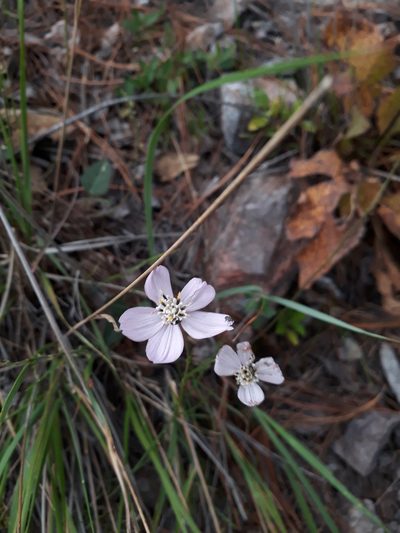 Cosmos ochroleucoflorus, photographed by Norma Piedra