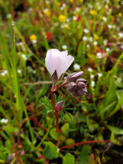 Sidalcea calycosa, photographed by Mary K. Hanson