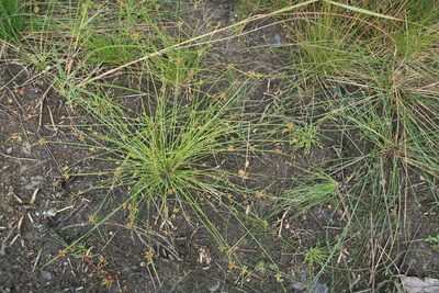 Schoenoplectiella purshiana, photographed by Derek