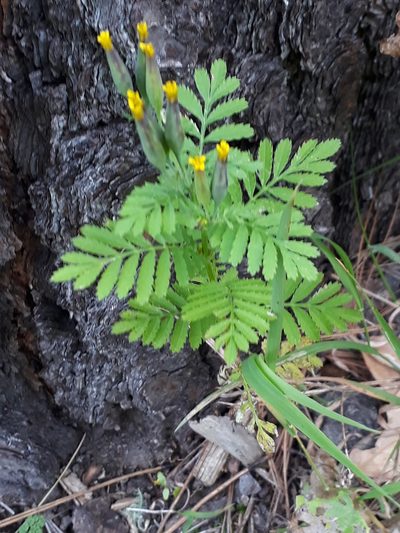 Tagetes foetidissima, photographed by Norma Piedra