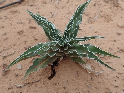 Frasera paniculata, photographed by Mitch Van Dyke