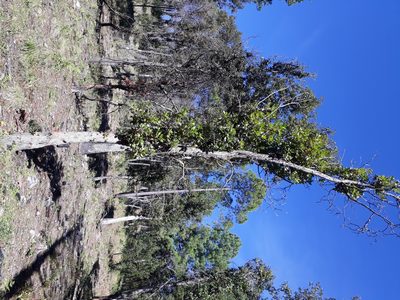 Arbutus madrensis, photographed by Norma Piedra