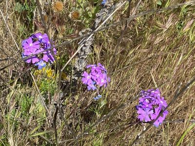 Verbena tenera, photographed by etw