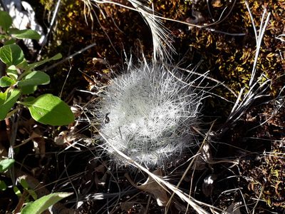 Mammillaria senilis, photographed by Norma Piedra