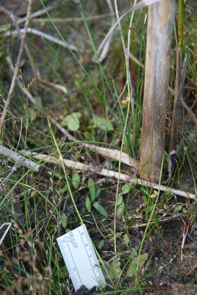 Schoenoplectiella purshiana, photographed by Derek