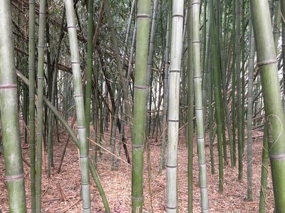 Phyllostachys aurea, photographed by Alan Weakley