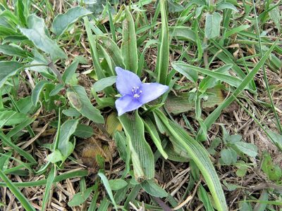 Tradescantia humilis, photographed by Annika Lindqvist