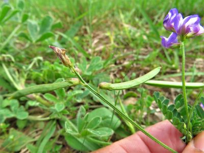 Astragalus leptocarpus, photographed by Annika Lindqvist