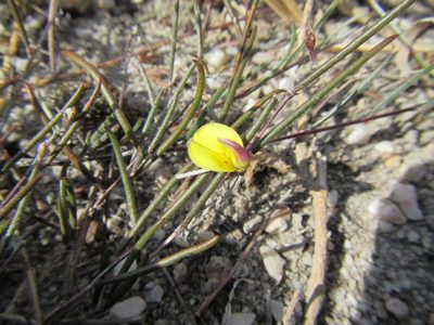 Aspalathus lebeckioides, photographed by douglaseustonbrown