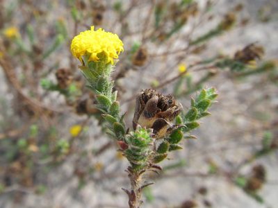 Athanasia capitata, photographed by douglaseustonbrown