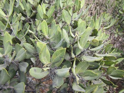 Euclea tomentosa, photographed by douglaseustonbrown