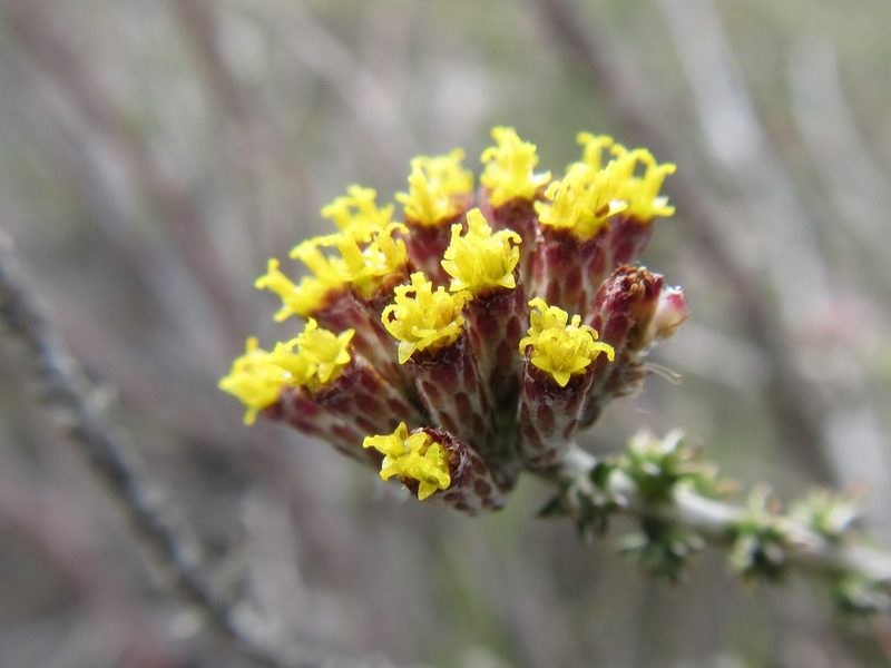 Metalasia octoflora, photographed by douglaseustonbrown