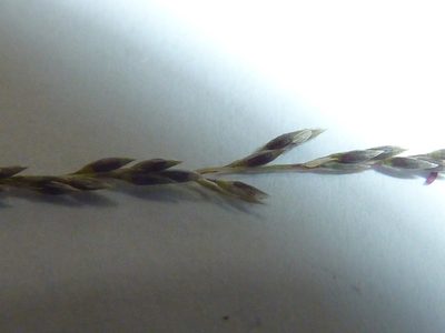Sporobolus natalensis, photographed by Tony van Kampen