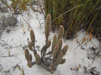 Anthospermum bergianum, photographed by douglaseustonbrown