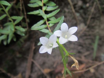 Prismatocarpus nitidus, photographed by douglaseustonbrown