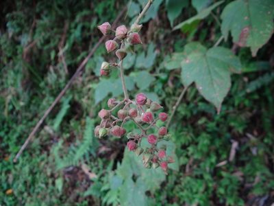 Rubus lambertianus, photographed by 呂一起(Lyu yi-chi)