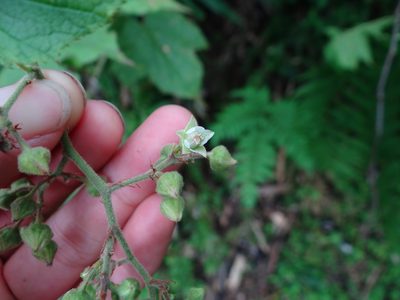Rubus lambertianus, photographed by 呂一起(Lyu yi-chi)
