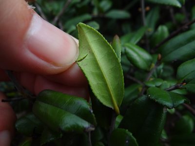 Eurya emarginata, photographed by 呂一起(Lyu yi-chi)