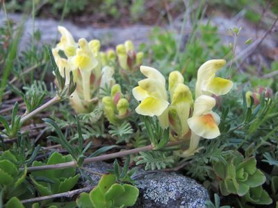 Scutellaria orientalis, photographed by Grzegorz Grzejszczak