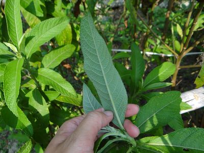 Blumea balsamifera, photographed by 呂一起(Lyu yi-chi)