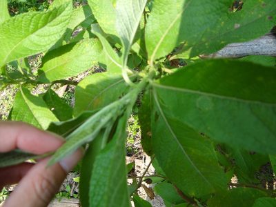 Blumea balsamifera, photographed by 呂一起(Lyu yi-chi)