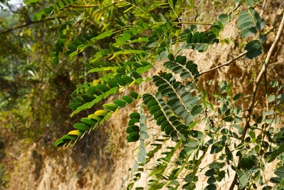 Albizia procera, photographed by 呂一起(Lyu yi-chi)